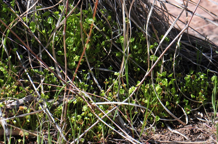 Claytonia perfoliata, Miner's Lettuce